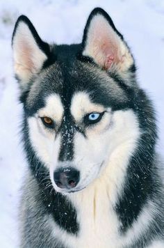 a husky dog with blue eyes sitting in the snow