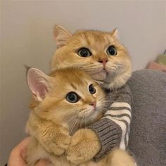 an orange cat is sitting on the arm of a person wearing a gray and white striped sweater