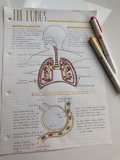 the lungs are labeled in this diagram and on top of a piece of paper with two markers