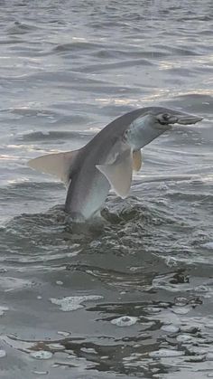 a shark with it's mouth open in the water