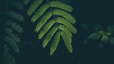 a green fern leaf is shown in the dark