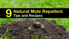 a mouse sitting on top of a pile of dirt with the words natural mole repellent tips and recipes