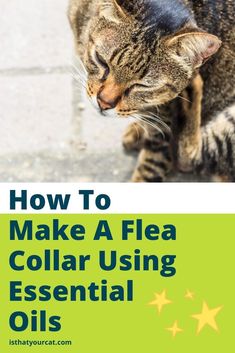 a cat sitting on the ground with text overlaying how to make a flea collar using essential oils