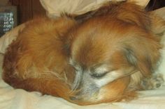 a small brown dog sleeping on top of a bed