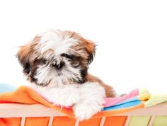 a small dog sitting on top of a bed next to a pile of blankets and pillows