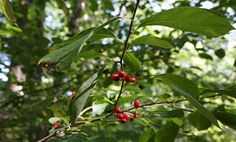 berries are growing on the branch of a tree