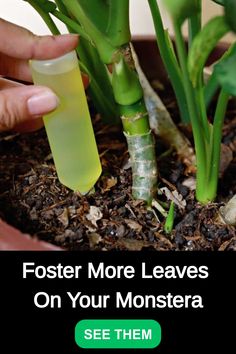 a person is holding a bottle with some plants in it and the text, foster more leaves on your monstera see them