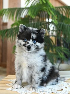 a small black and white puppy sitting on top of a wooden table next to a potted plant