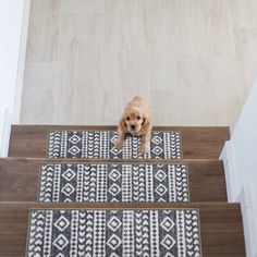 a brown dog standing on top of a set of stairs next to a black and white rug