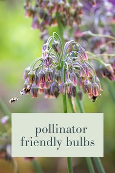 a close up of a flower with the words pollineator friendly bulbs