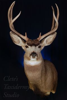 a close up of a deer with antlers on it's head