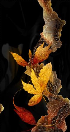 an image of some leaves on a black background