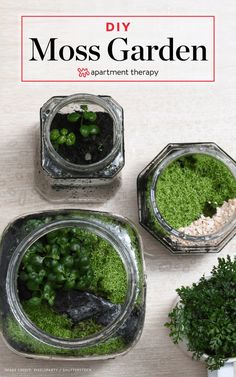 moss garden in glass containers with rocks and plants