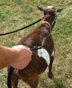 a small brown goat standing on top of a grass covered field next to a person