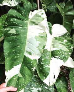 a large green leafy plant with white spots on it's leaves, being held by someone