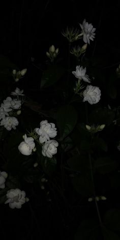 some white flowers are lit up in the dark