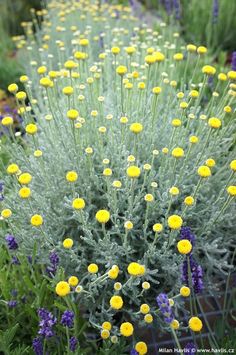 yellow and purple flowers are growing in the garden