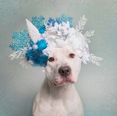 a white dog wearing a blue and white flower crown