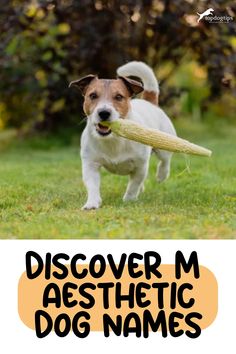 Discover M Aesthetic Dog Names German Dog Names, Names Starting With M, Rare Dog Names, M Aesthetic