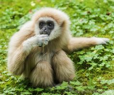 a monkey sitting in the grass eating something