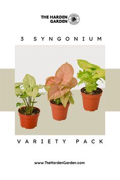 Get three unique Syngonium plants in 4” pots, perfect for adding a splash of color and texture to your indoor jungle! These easy-care beauties bring tropical vibes and charm to any space. 🌿💚 #Syngonium #Houseplants #IndoorGarden #PlantLover #GreenThumb #PlantVariety #PlantDecor #TropicalPlants #TheHardenGarden #EasyCarePlants Heart Shaped Leaves, Arrowhead Plant