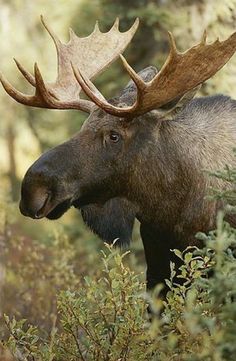 an adult moose with large antlers in the woods