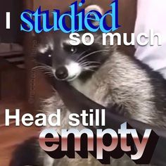 a raccoon sitting on top of a person's leg with the caption, i studded so much head still empty