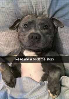 a dog laying in bed with the caption read me a bedtime story