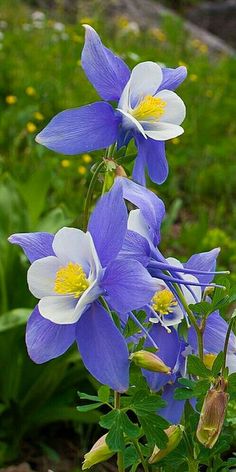 three blue and white flowers growing in the grass next to some plants with yellow stamens