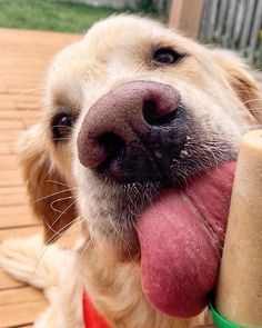 a close up of a dog with its tongue hanging out and sticking it's tongue out