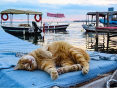 an orange cat laying on top of a blue towel next to boats in the water