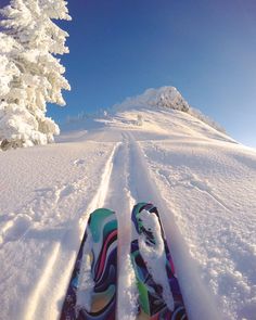 a pair of skis sitting in the snow next to a pine tree on a sunny day