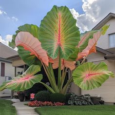 a large green leafy plant in front of a house