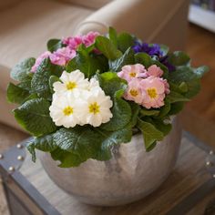 a potted plant sitting on top of a wooden table