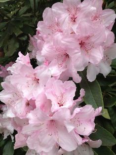 pink flowers are blooming in the garden