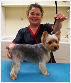 a woman grooming a small dog with a brush in her hand on a blue mat