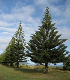 some very pretty trees in the grass