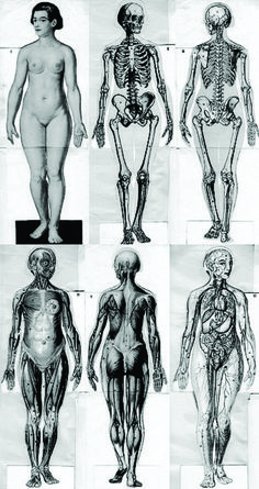 the human body is shown in this black and white photo, with many different types of skeletal