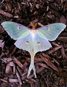 a green and white moth sitting on the ground