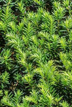 close up view of green leaves on a tree