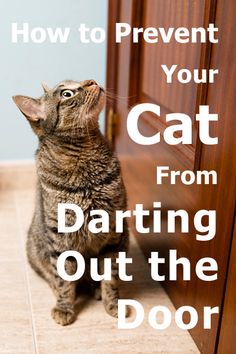 a cat sitting on the floor looking up at something with text overlay that reads, how to prevent your cat from daring out the door