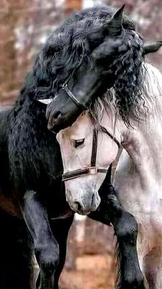 two horses that are standing next to each other in the dirt and one has its head on another horse's back