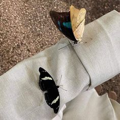 two butterflies sitting on the back of a person's arm