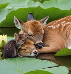 a baby deer laying on top of a lily pad next to an adult deer with it's eyes closed