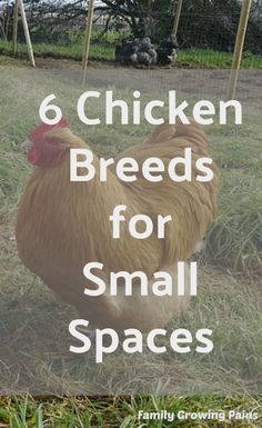 a chicken standing in the grass with text overlay reading 6 chicken breeds for small spaces