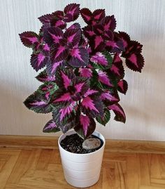 a potted plant with purple leaves on a wooden floor in front of a white wall