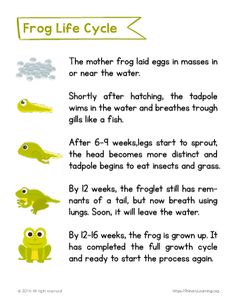 frog life cycle worksheet for kids to learn how to use the frog's body