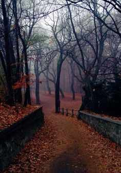 a path in the middle of a forest with lots of trees and leaves on it