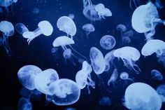 a group of jellyfish swimming in the water