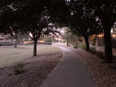 an empty path in the middle of a park at night with trees lining both sides